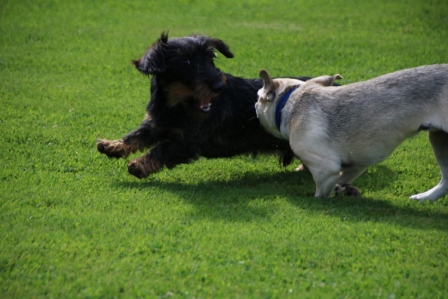 Hundewiese Eickhorst